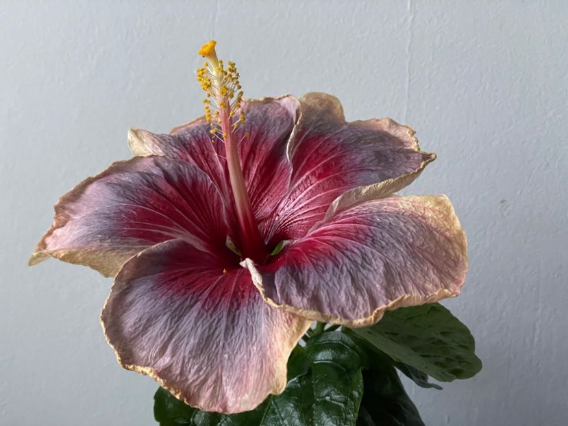  - 001 - Hibiscusi 2024 - 1