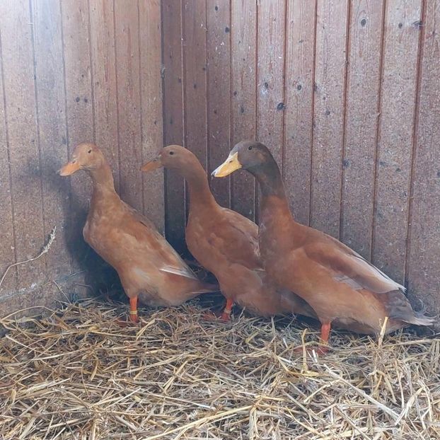 0D312B7C-1261-4B11-ABDF-0FD6F2B46BBA - Rate Orpington