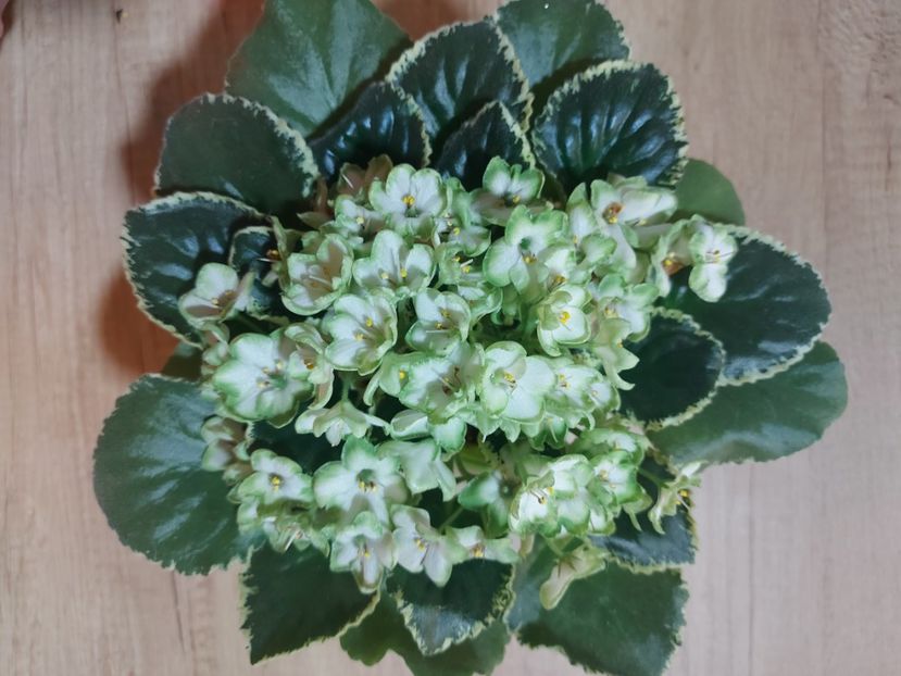  - Violeta Frozen in time