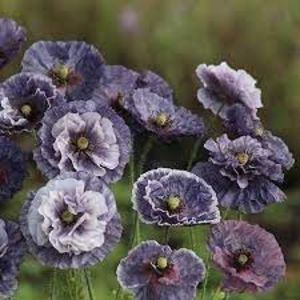 copiata - SEMINTE MAC - PAPAVER AMAZING GREY