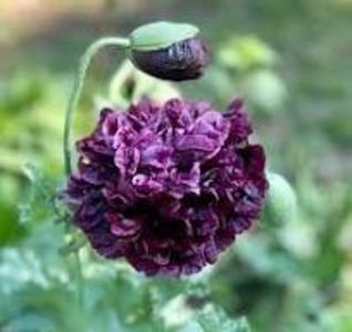 copiata - SEMINTE MAC - PAPAVER BLACK PEONY