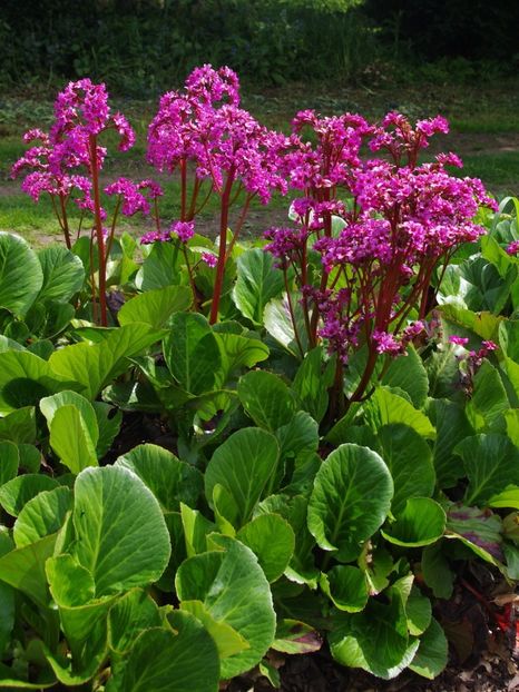 Bergenia- 4 - BERGENIA - URECHI DE ELEFANT