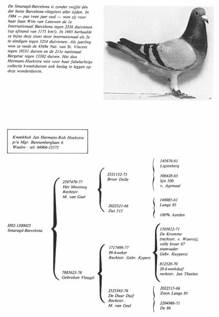 SMARAGD BARCELONA WIM VAN LEEUWEN - Barcelona internațional