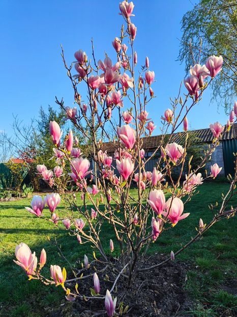 Magnolia soulangeana - Gradina si terasa PrimaLuce__11-Hello 2024