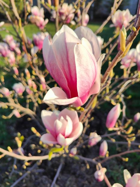 Magnolia soulangeana - Gradina si terasa PrimaLuce__11-Hello 2024