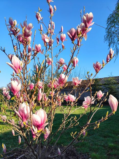 Magnolia soulangeana - Gradina si terasa PrimaLuce__11-Hello 2024