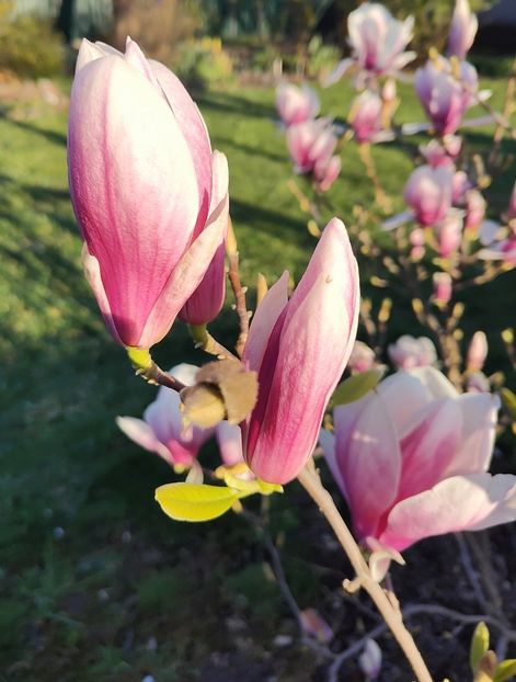 Magnolia soulangeana - Gradina si terasa PrimaLuce__11-Hello 2024