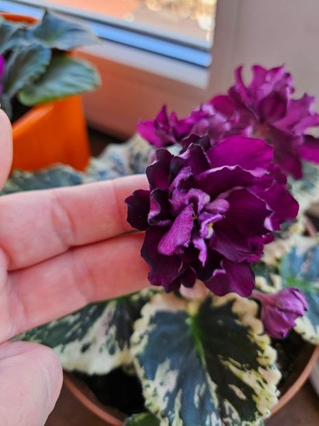  - Violeta NK Sofia Rotaru