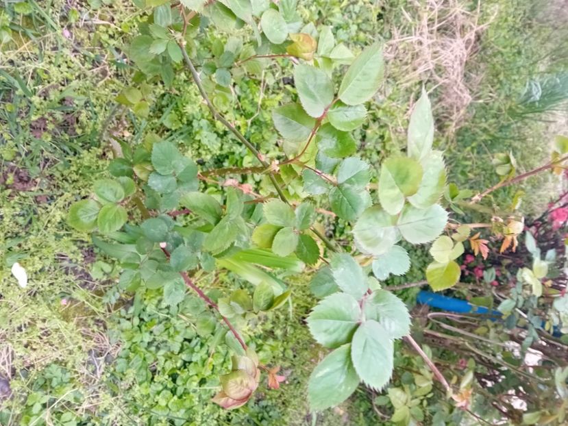  - Trandafir cumpărat din Piața Badea Cârțan Timișoara