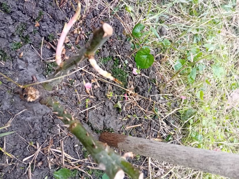  - Trandafir cumpărat din Piața Badea Cârțan Timișoara