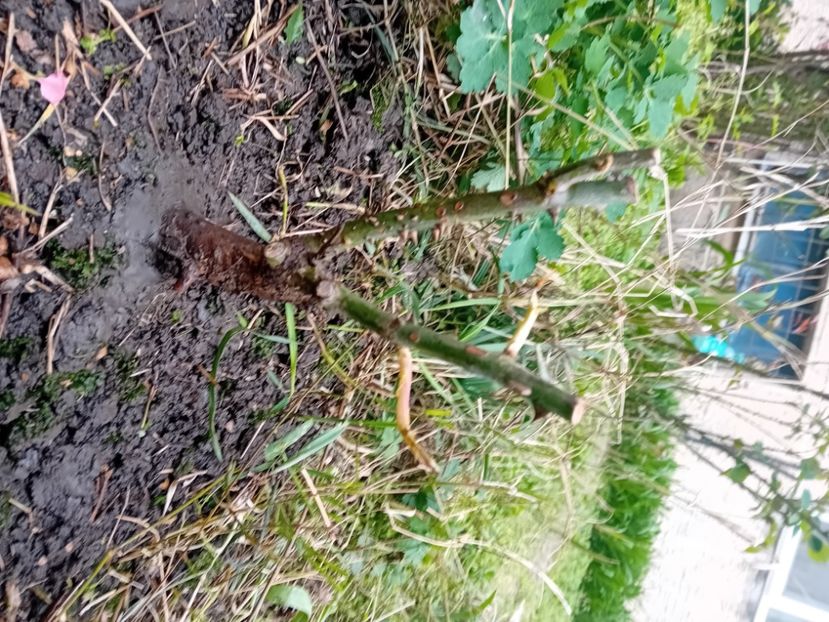  - Trandafir cumpărat din Piața Badea Cârțan Timișoara