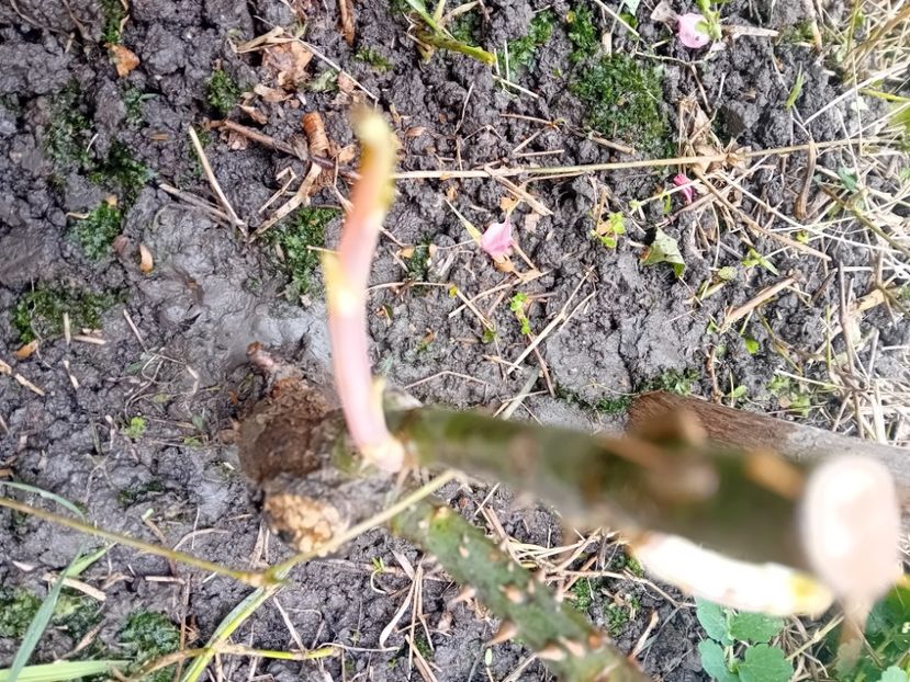  - Trandafir cumpărat din Piața Badea Cârțan Timișoara