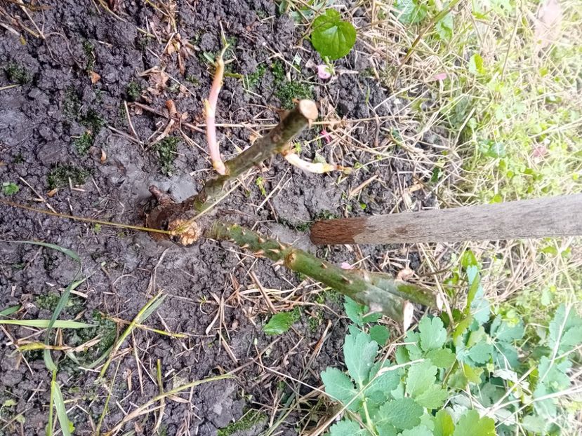  - Trandafir cumpărat din Piața Badea Cârțan Timișoara