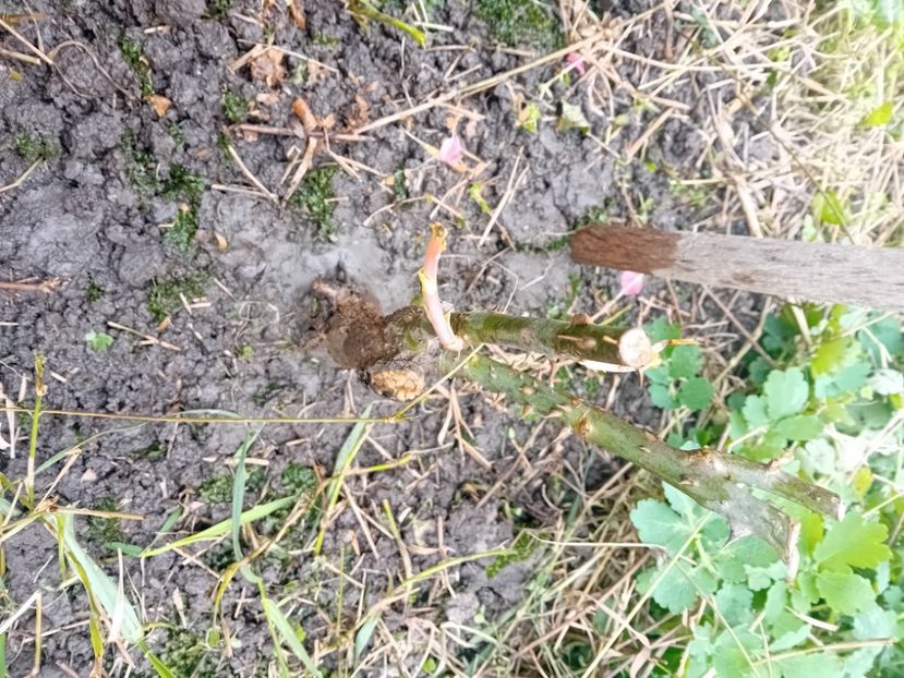  - Trandafir cumpărat din Piața Badea Cârțan Timișoara