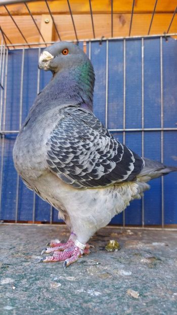 M 2021 - Perechi 2024