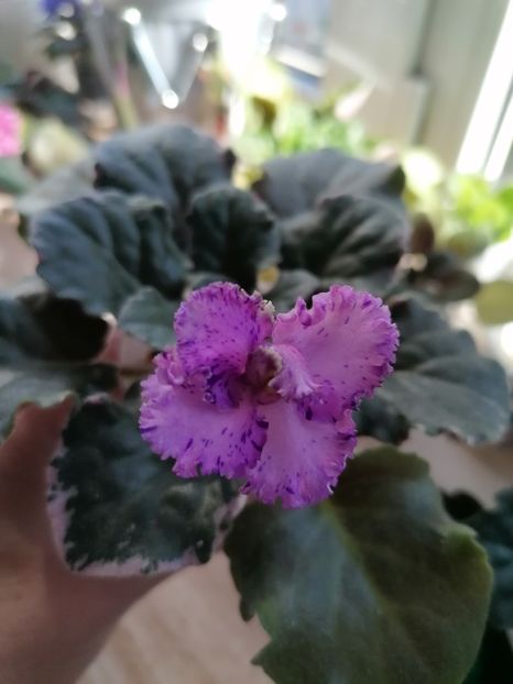 Prima floricica! - Buckeye Legal Tender