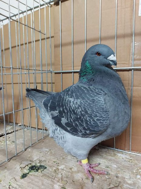 F 2022 - Perechi 2024