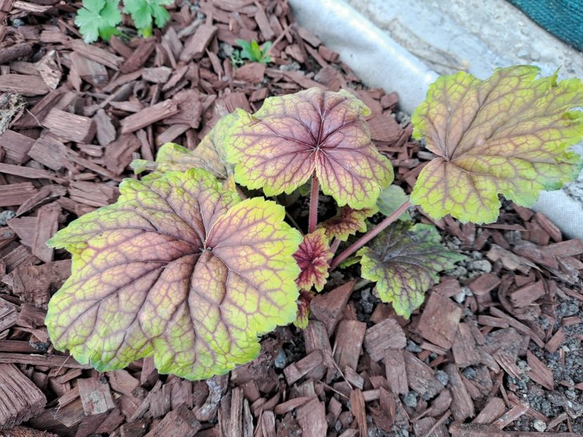  - Heuchera