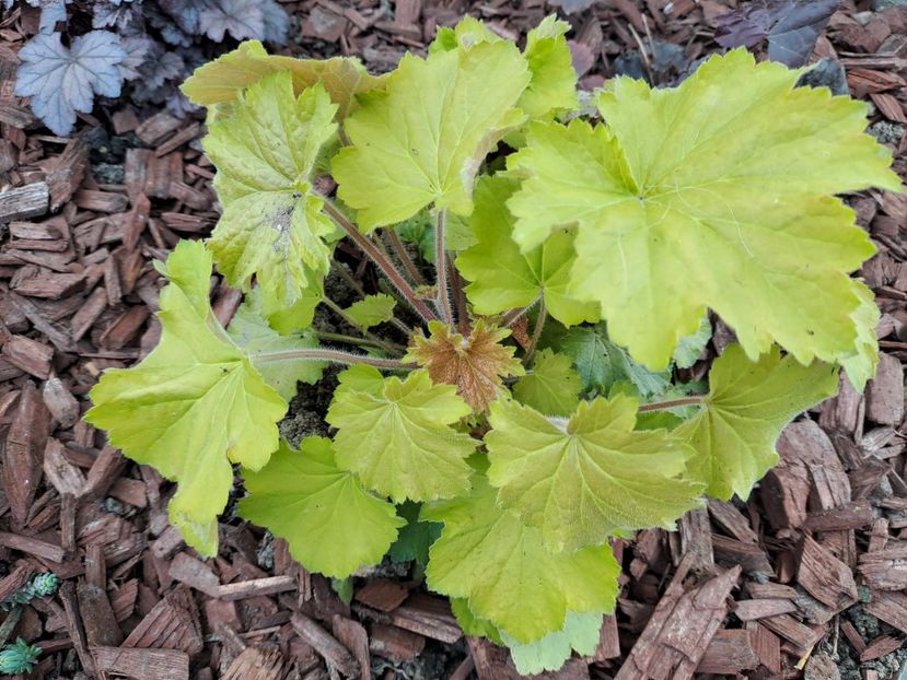  - Heuchera