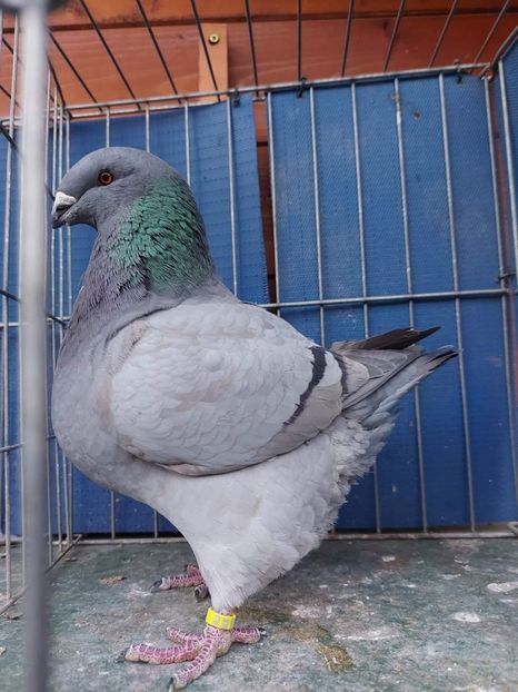 F 2023 - Perechi 2024