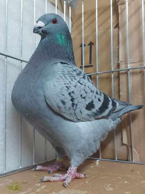 M 2023 - Perechi 2024