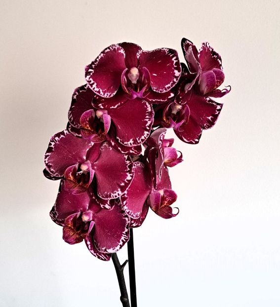 Yu Pin Burgundy ”5051” - Phalaenopsis 2