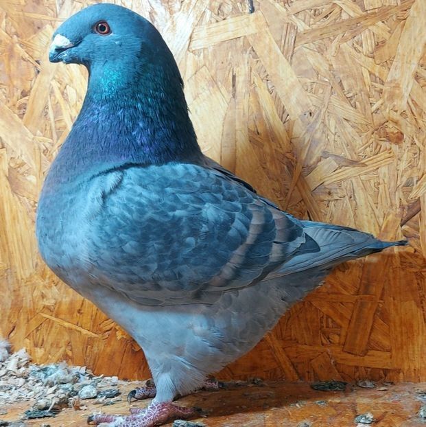  - 3---AGH DAȚI 2019 - 2025