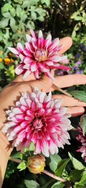 received_378996515048819 - Dalii