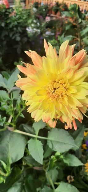 received_3824962437824181 - Dalii