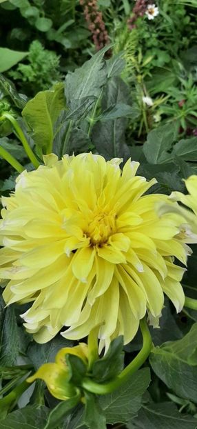 received_389856217172414 - Dalii