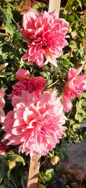 received_1128275805174136 - Dalii