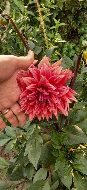 received_1655961265175253 - Dalii