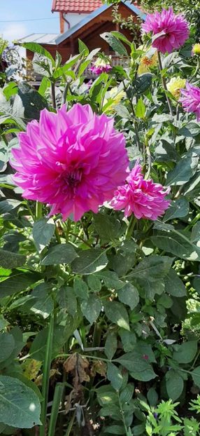 received_889609456251475 - Dalii