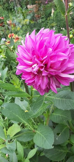 received_474202841600634 - Dalii