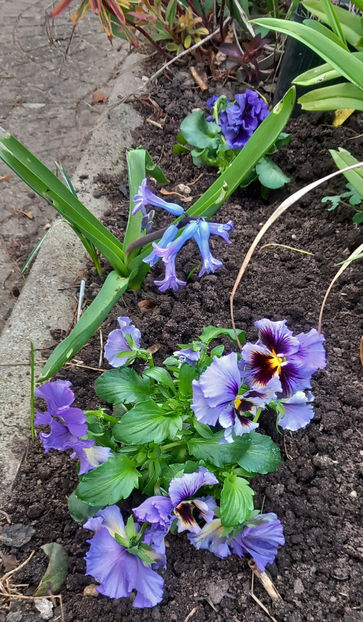  - 2024 - 01 - Primavara