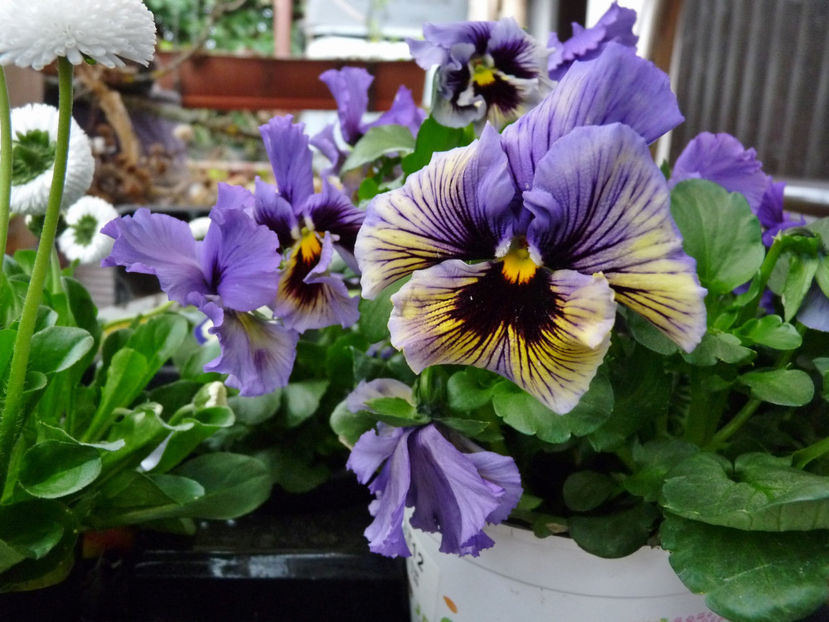  - 2024 - 01 - Primavara