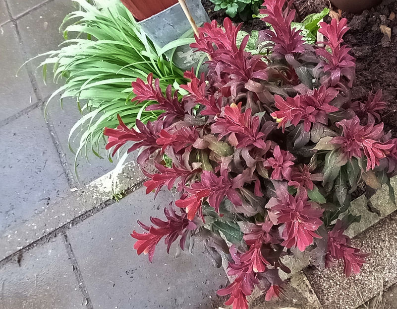  - 2024 - 01 - Primavara