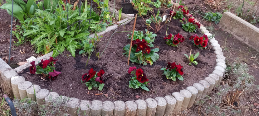  - 2024 - 01 - Primavara