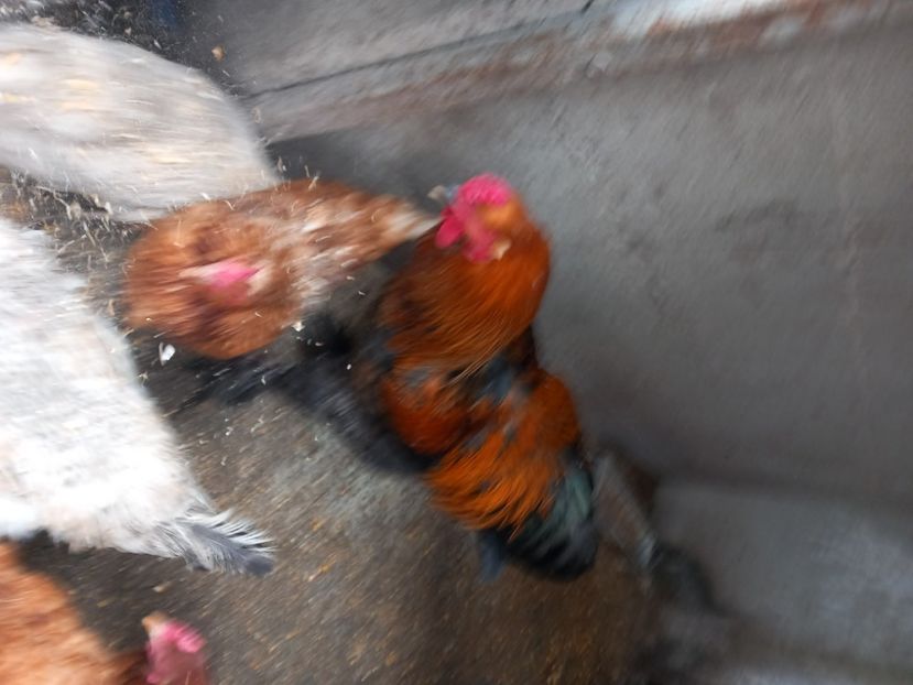  - 2024 mica mea gospodărie