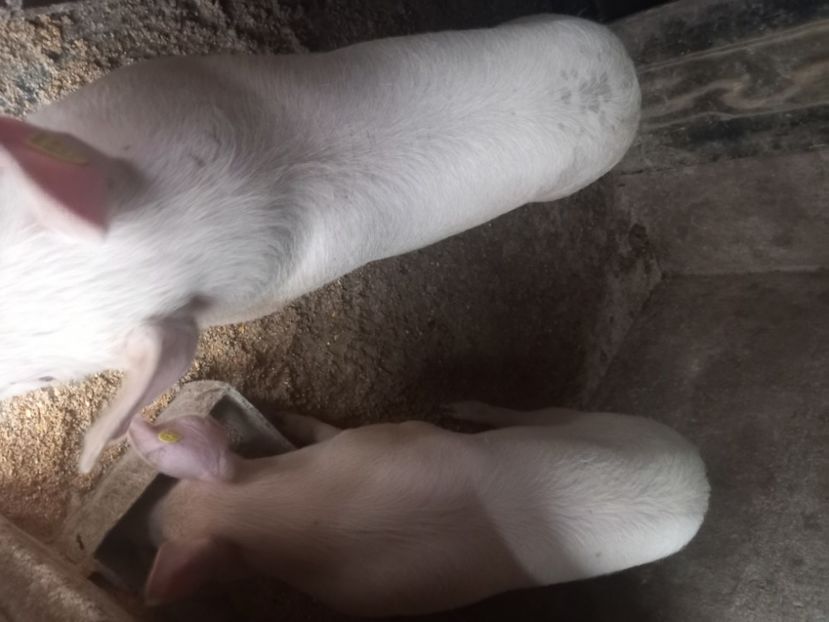  - 2024 mica mea gospodărie