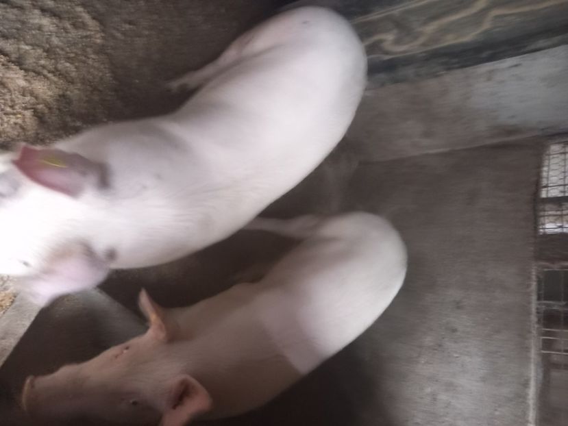  - 2024 mica mea gospodărie