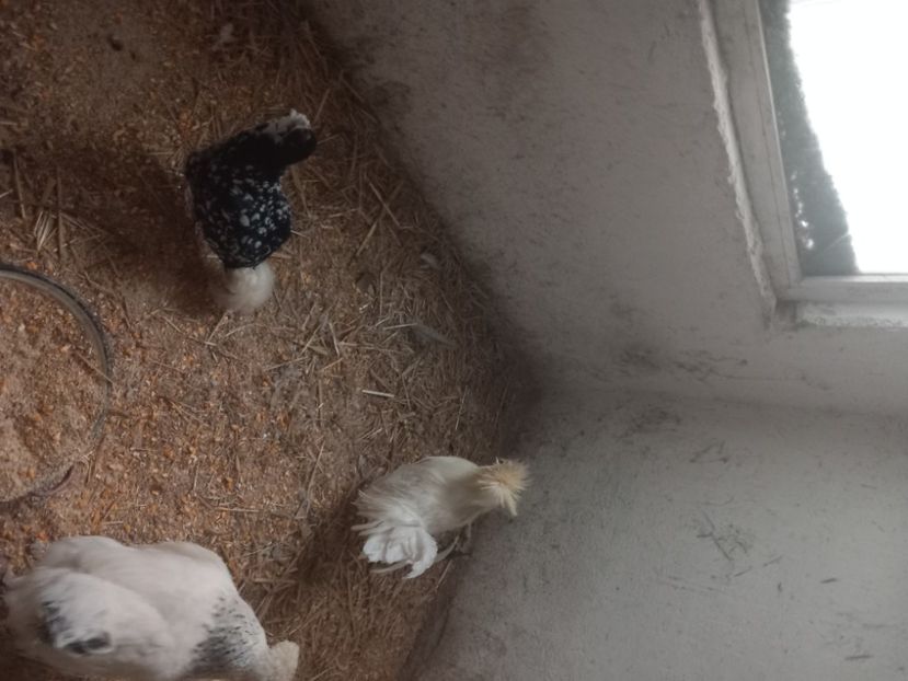  - 2024 mica mea gospodărie