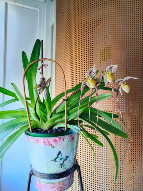 Paph. Philippinense - Orhidee_5_simpodiale fără pseudobulbi