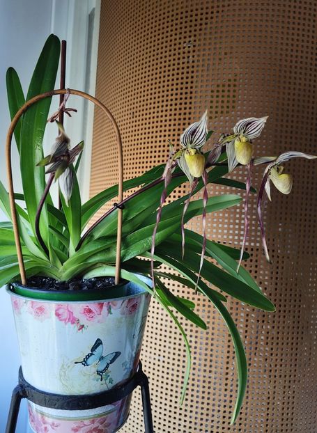 Paph. Philippinense - Orhidee_5_simpodiale fără pseudobulbi