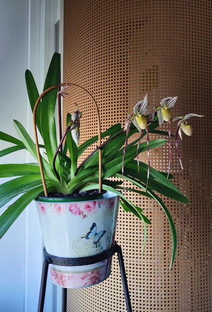 Paph. Philippinense - Orhidee_5_simpodiale fără pseudobulbi