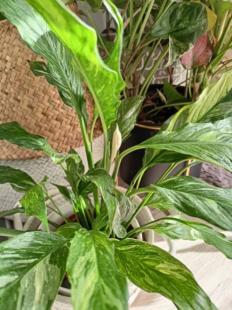 21.03.2024 înflorește spathiphyllum variegata "Diamond" - Plante verzi de apartament
