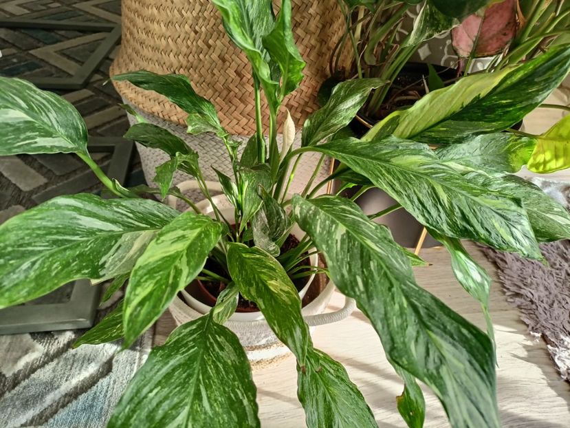  - Plante verzi de apartament