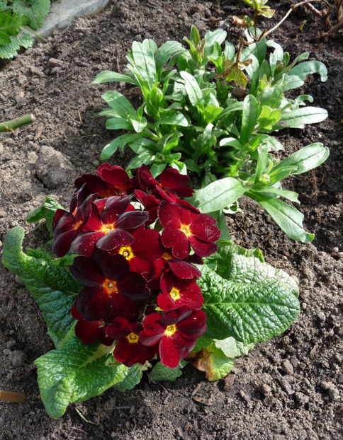  - 2024 - 01 - Primavara