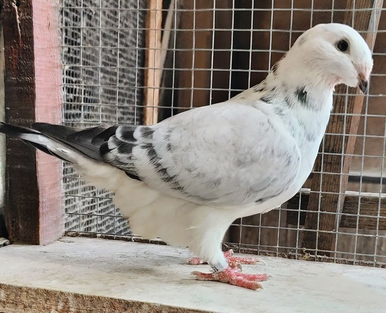 5 - Pui voiajor standard 2023