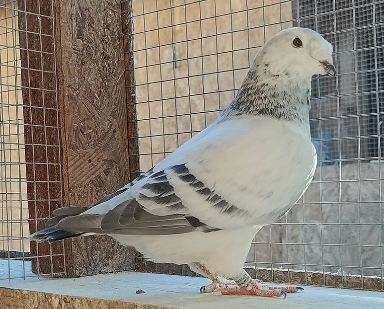 7 - Pui voiajor standard 2023